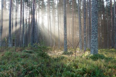 ormandaki ağaçlar ile güzel ışık ışınları