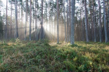 ormandaki ağaçlar ile güzel ışık ışınları