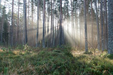 ormandaki ağaçlar ile güzel ışık ışınları