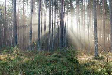 ormandaki ağaçlar ile güzel ışık ışınları