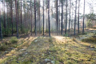 ormandaki ağaçlar ile güzel ışık ışınları