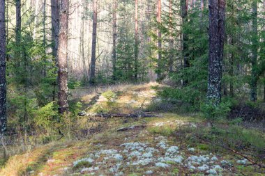 ormandaki ağaçlar ile güzel ışık ışınları