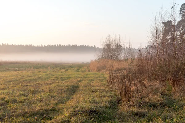 Beautiful misty meadow in the morning frost — Stock Photo, Image