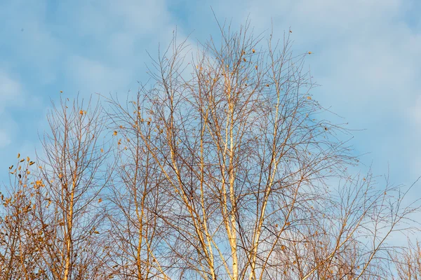 Туманні гілки дерева в яскравому сонячному світлі — стокове фото