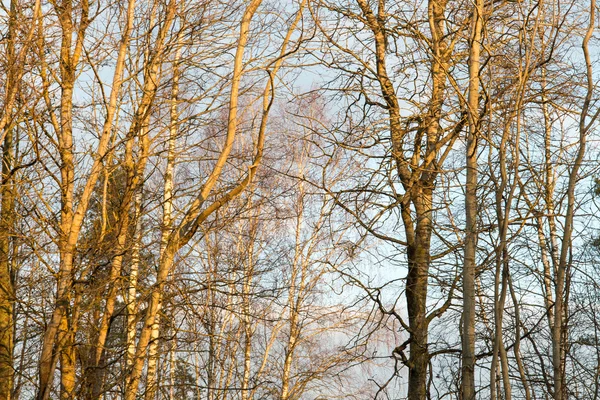 Branches d'arbres brumeux en plein soleil — Photo