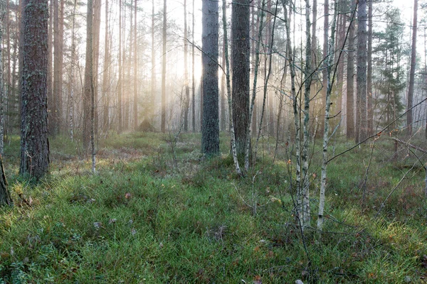 Beautifull wiązki światła w lesie drzew — Zdjęcie stockowe