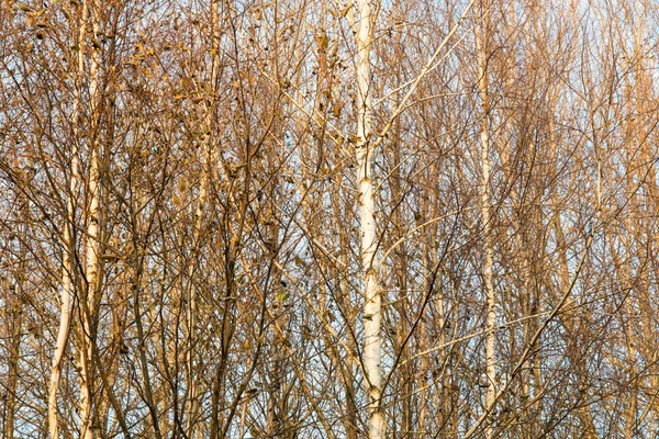 Dimmiga trädgrenar i starkt solljus — Stockfoto