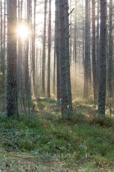Schöne Lichtstrahlen im Wald durch Bäume — Stockfoto