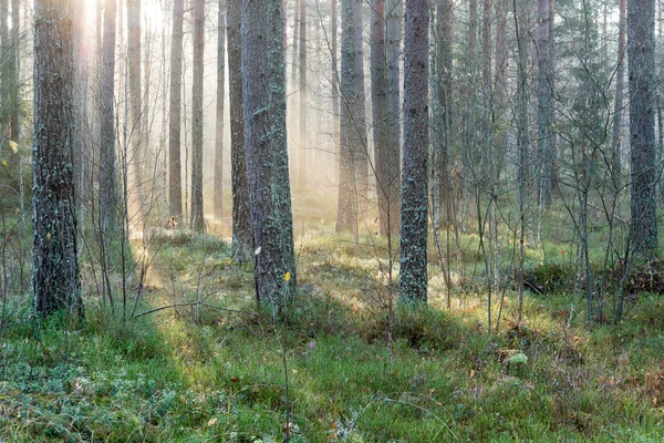 나무를 통해 숲에 beautifull 라이트 빔 — 스톡 사진