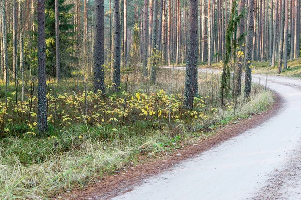 Beautifull light beams in forest through trees — Stock Photo, Image