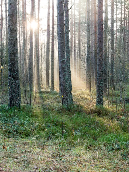 Faisceaux de lumière magnifiques dans la forêt à travers les arbres — Photo