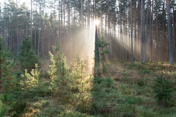 Beautifull wiązki światła w lesie drzew — Zdjęcie stockowe