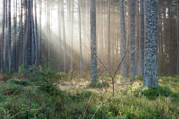 Красивые лучи света в лесу через деревья — стоковое фото