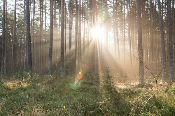 Krásných světelných paprsků v lese mezi stromy — Stock fotografie