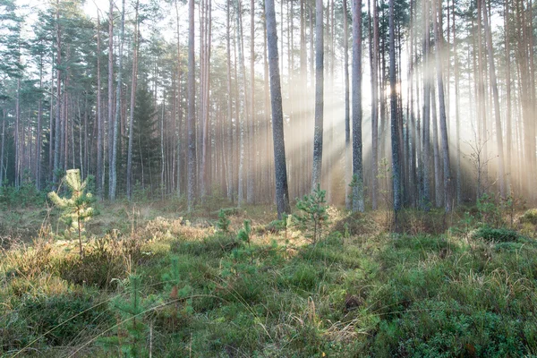 Faisceaux de lumière magnifiques dans la forêt à travers les arbres — Photo