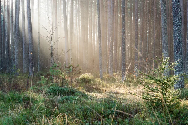 Beautifull wiązki światła w lesie drzew — Zdjęcie stockowe
