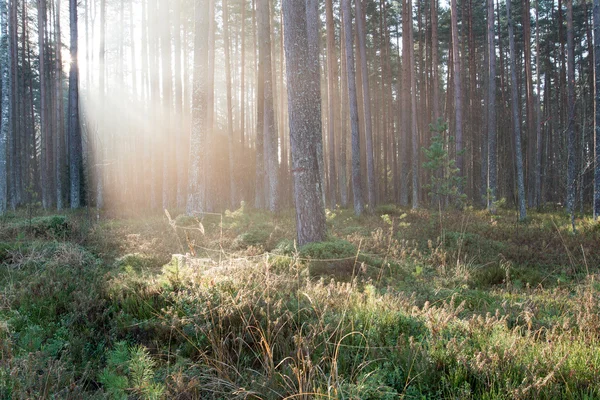Faisceaux de lumière magnifiques dans la forêt à travers les arbres — Photo