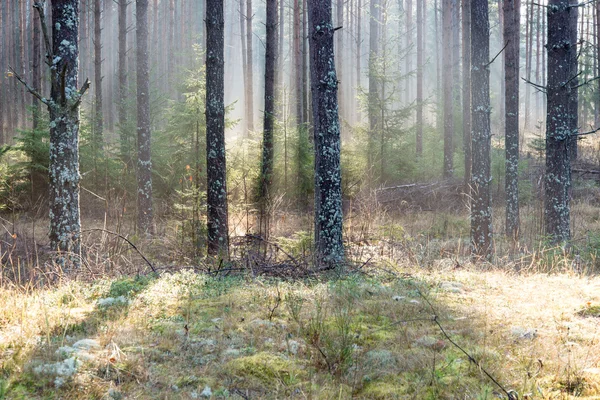 Beautifull light beams in forest through trees — Stock Photo, Image