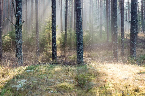 Bellos rayos de luz en el bosque a través de los árboles —  Fotos de Stock