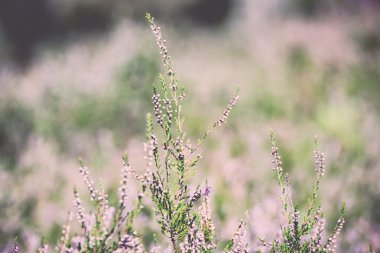 Sonbahar bokeh ile heather. Vintage.