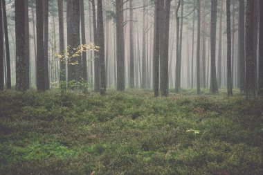 Puslu sabah ormanda. Vintage.