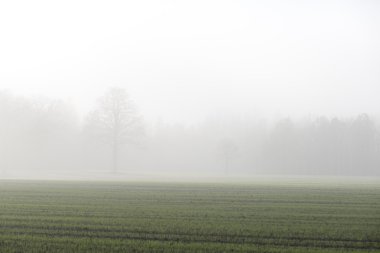 Ağır Sis güzel yeşil çayır