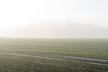 Ağır Sis güzel yeşil çayır