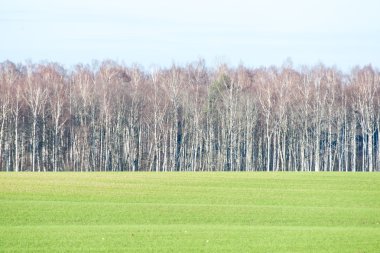 Ağır Sis güzel yeşil çayır