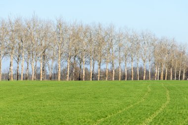 Ağır Sis güzel yeşil çayır