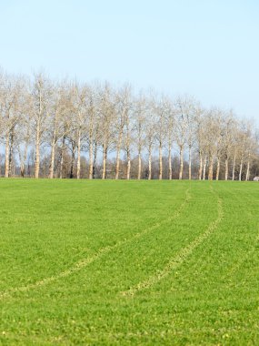 Ağır Sis güzel yeşil çayır