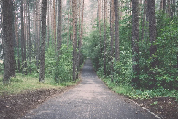 沥青路在早晨在森林里。老式. — 图库照片