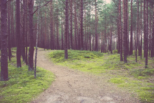 Country road alley upplyst av kvällssolen. Vintage. — Stockfoto