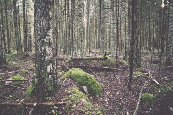 Vieille forêt avec des arbres couverts de mousse et des rayons de soleil. Vintage . — Photo