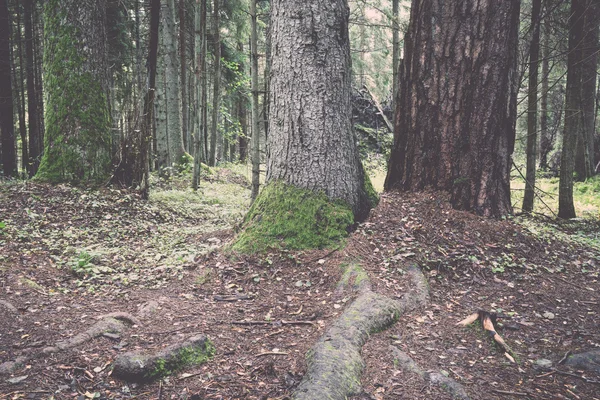 Vecchia foresta con alberi coperti di muschio e raggi di sole. Vintage . — Foto Stock