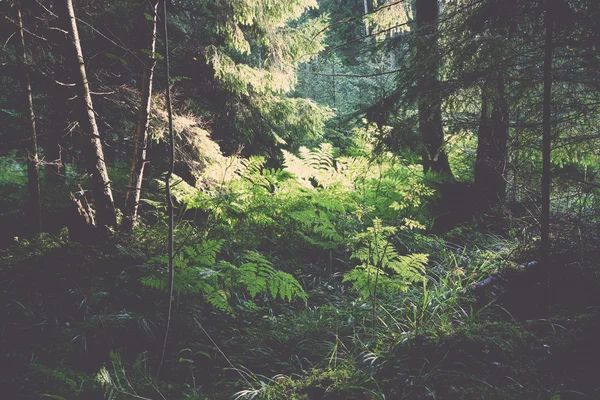 Alter Wald mit moosbewachsenen Bäumen und Sonnenstrahlen. Jahrgang. — Stockfoto