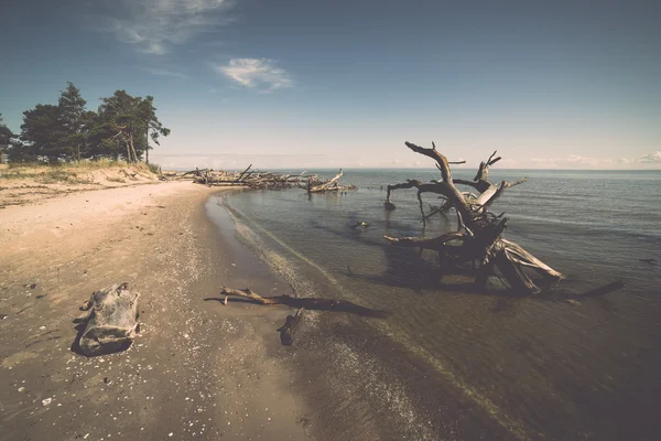 Παραλία στον ορίζοντα με παλιά κορμοί δέντρων σε νερό. Vintage. — Φωτογραφία Αρχείου