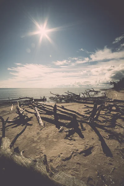 Beach skyline with old tree trunks in water. Vintage. — Stock Photo, Image