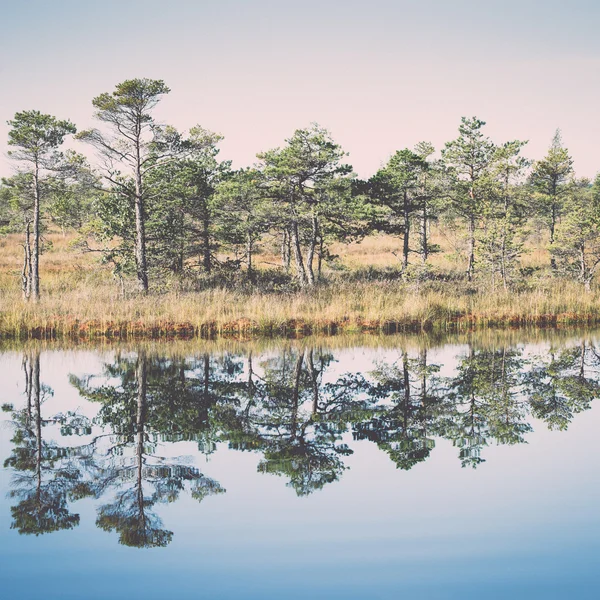 Beau paysage tranquille de lac marécageux brumeux. Vintage . — Photo