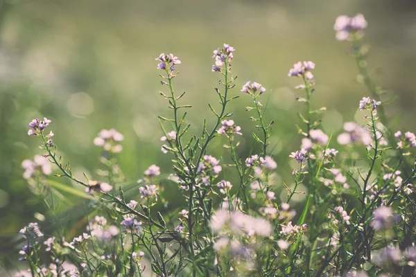 Beautiful defocus blur background with tender flowers.. Vintage. — Stock Photo, Image
