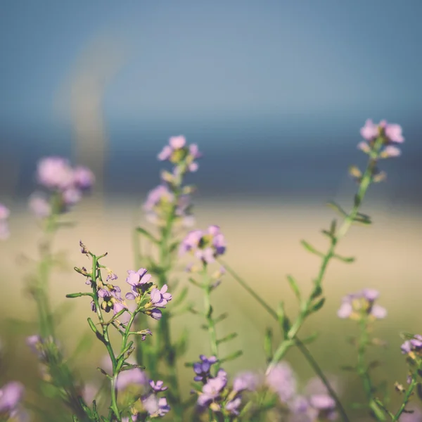 Beautiful defocus blur background with tender flowers.. Vintage. — Stock Photo, Image