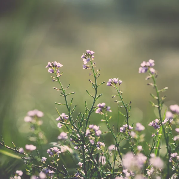 Beautiful defocus blur background with tender flowers.. Vintage. — Stock Photo, Image