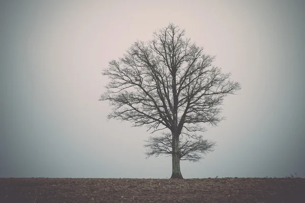 Albero solitario nel campo. Vintage . — Foto Stock