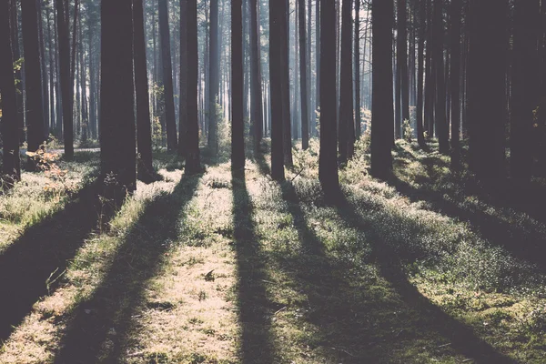 Ochtendzon balken in de herfst bos. Vintage. — Stockfoto