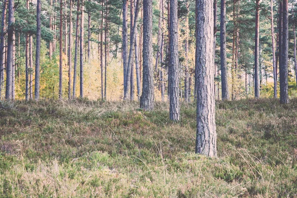 Colorful autumn trees in green forest with sun rays. Vintage. — Stock Photo, Image