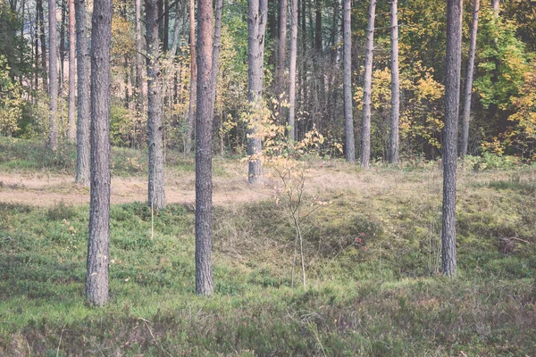 Árboles de otoño de colores en el bosque verde con rayos de sol. Vintage . — Foto de Stock