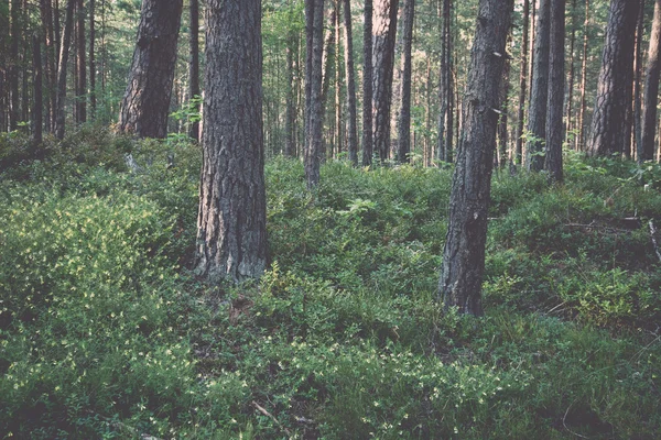 Woods near sea in the dunes. Vintage. — Stock Photo, Image