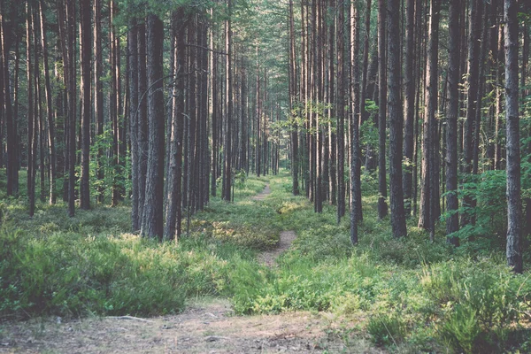 Trail in the woods near sea in the dunes. Vintage. — Stock Photo, Image