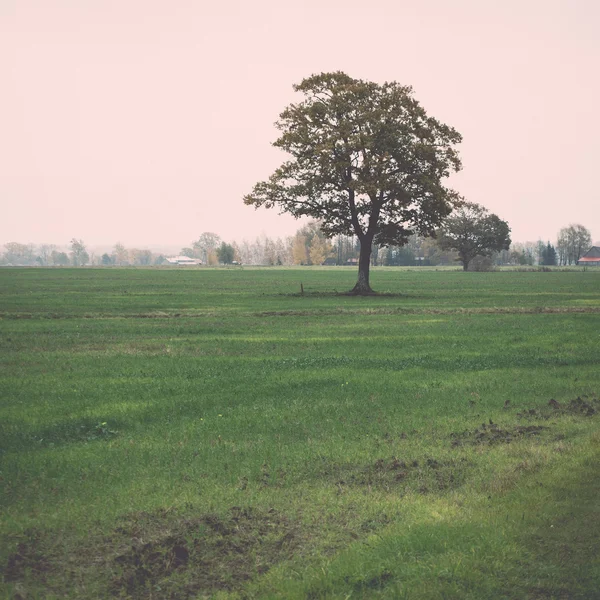 Campo verde com árvores no país. Vindima . — Fotografia de Stock