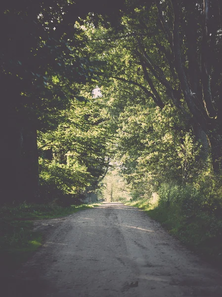Country road alley lit by evening sun. Vintage. — Stock Photo, Image