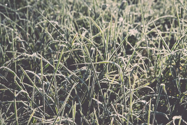 Close up photo of frosty morning grass, chilling morning. Vintag — Stock Photo, Image